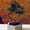 Mini Bonsai