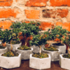 Mini Bonsai