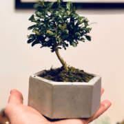 Mini Bonsai