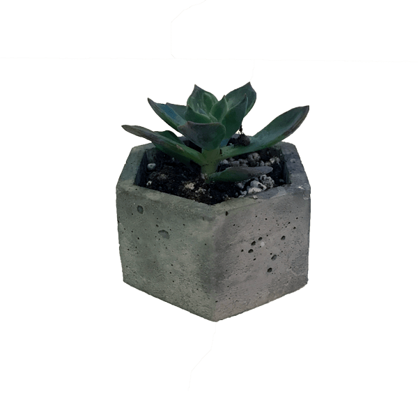 succulent-v5
