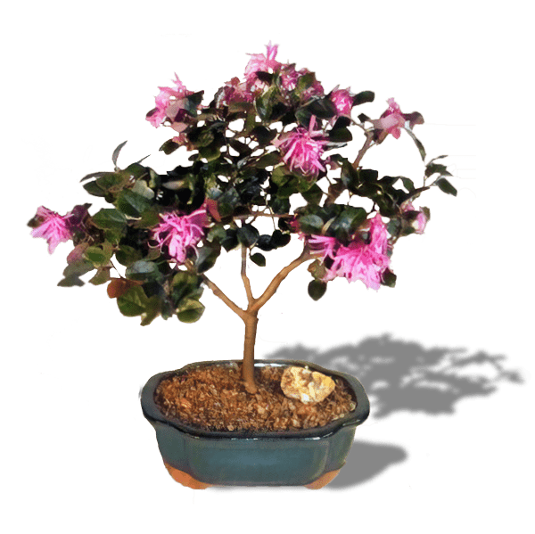 Flowering Bonsai Tree - Chinese Fringe
