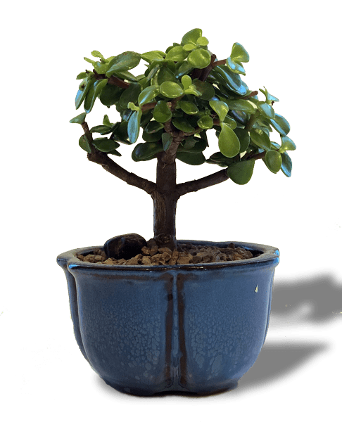 Jade Bonsai Tree