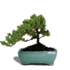 juniper- no background