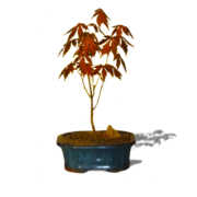 maple