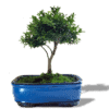 Bonsai-Medium-min