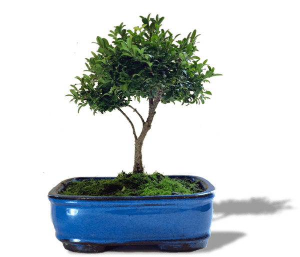 Bonsai-Medium-min