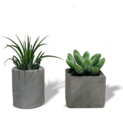 air-plant-set-min