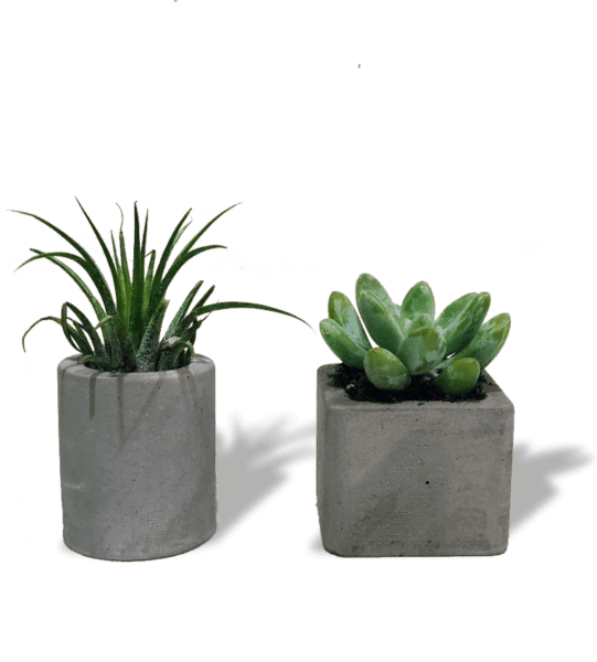 air-plant-set-min