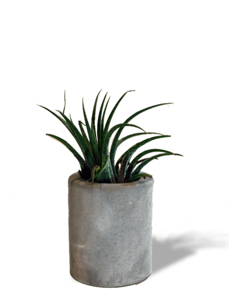 airplant-min