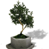 bonsai-mini—new-min