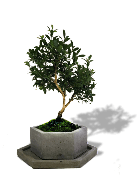 bonsai-mini—new-min