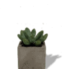 succulent-square-pot-min