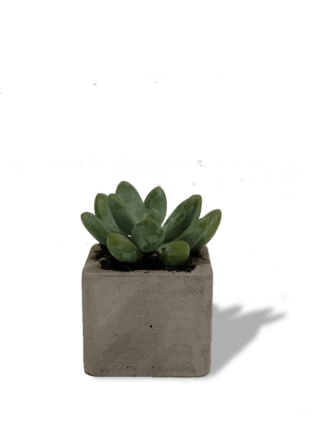 succulent-square-pot-min